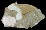Otodus Shark Tooth Fossil in Rock - Eocene #135833-1